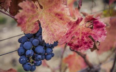 阿布鲁佐葡萄酒协会 —— 对欧洲葡萄酒传统的热情